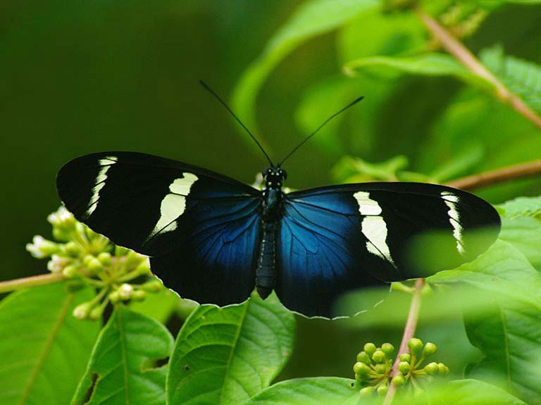 Blue-Butterfly